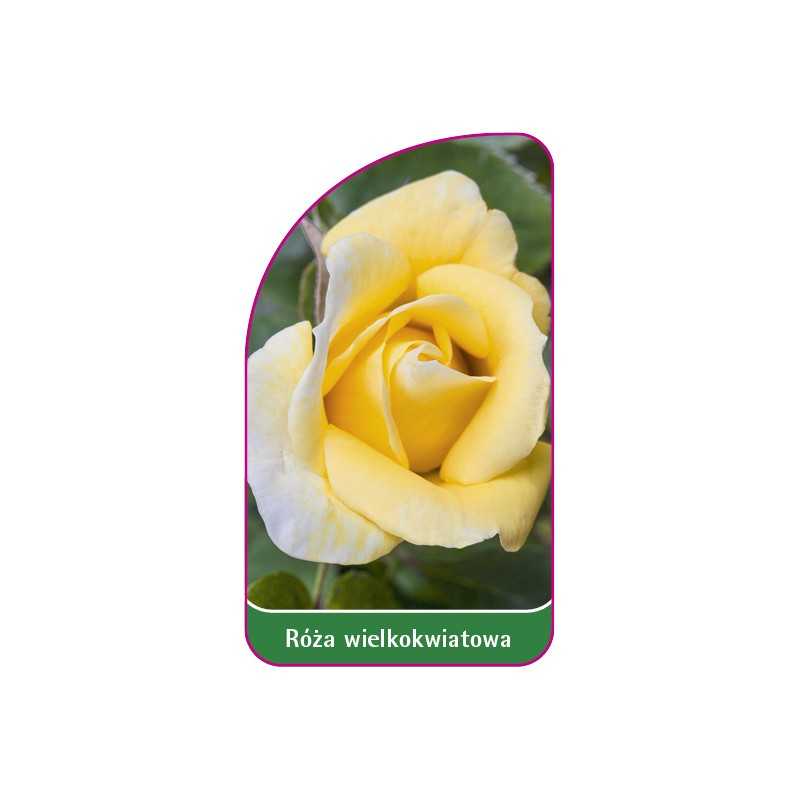 roza-wielkokwiatowa-241-mini1