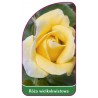 roza-wielkokwiatowa-241-mini1