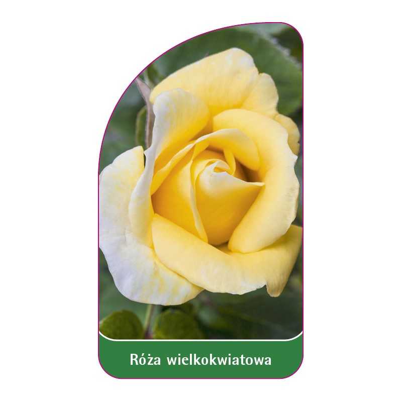 roza-wielkokwiatowa-241-standard1