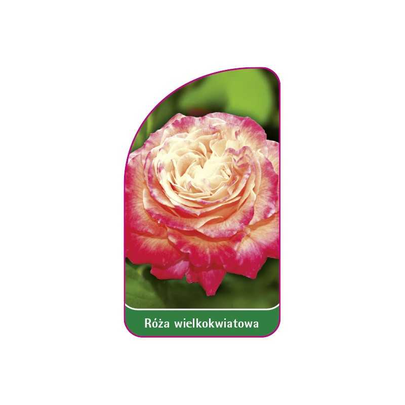 roza-wielkokwiatowa-242-mini1