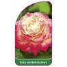 roza-wielkokwiatowa-242-mini1