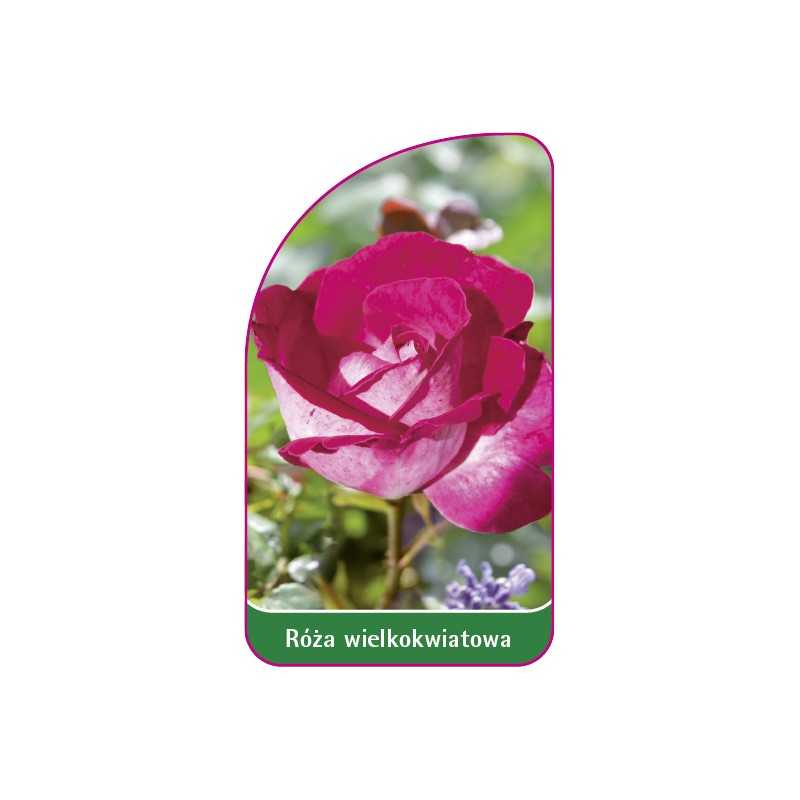 roza-wielkokwiatowa-243-mini1