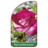 roza-wielkokwiatowa-243-mini1