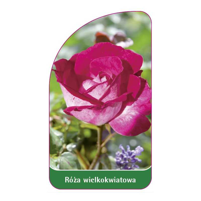 roza-wielkokwiatowa-243-standard1