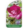 roza-wielkokwiatowa-243-standard1