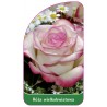 roza-wielkokwiatowa-244-standard1