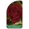 roza-wielkokwiatowa-246-mini1