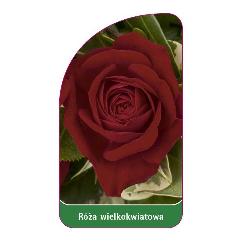 roza-wielkokwiatowa-246-standard1