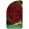 roza-wielkokwiatowa-246-standard1