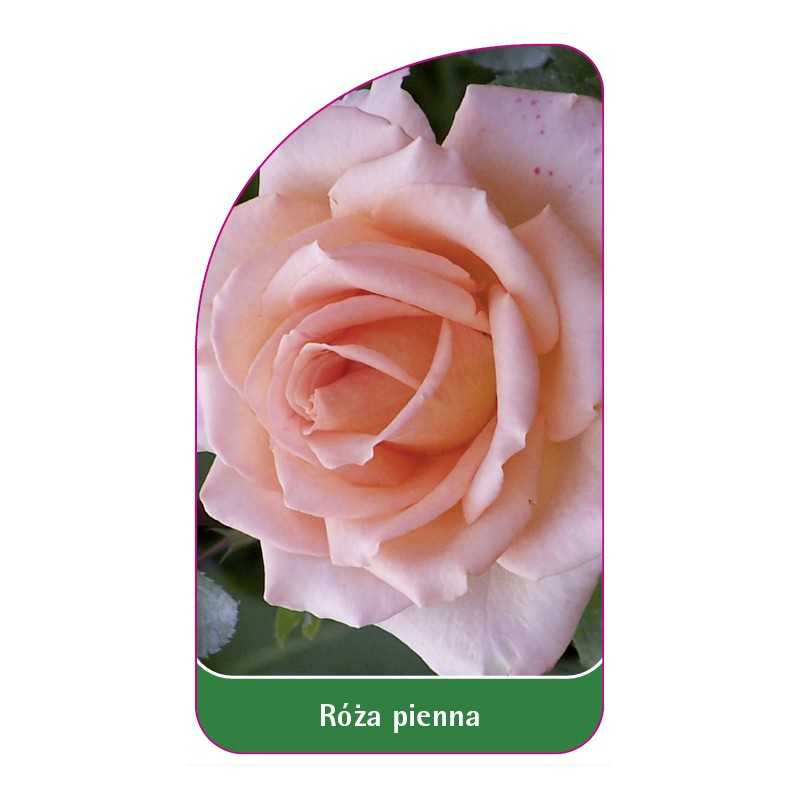 roza-pienna-191