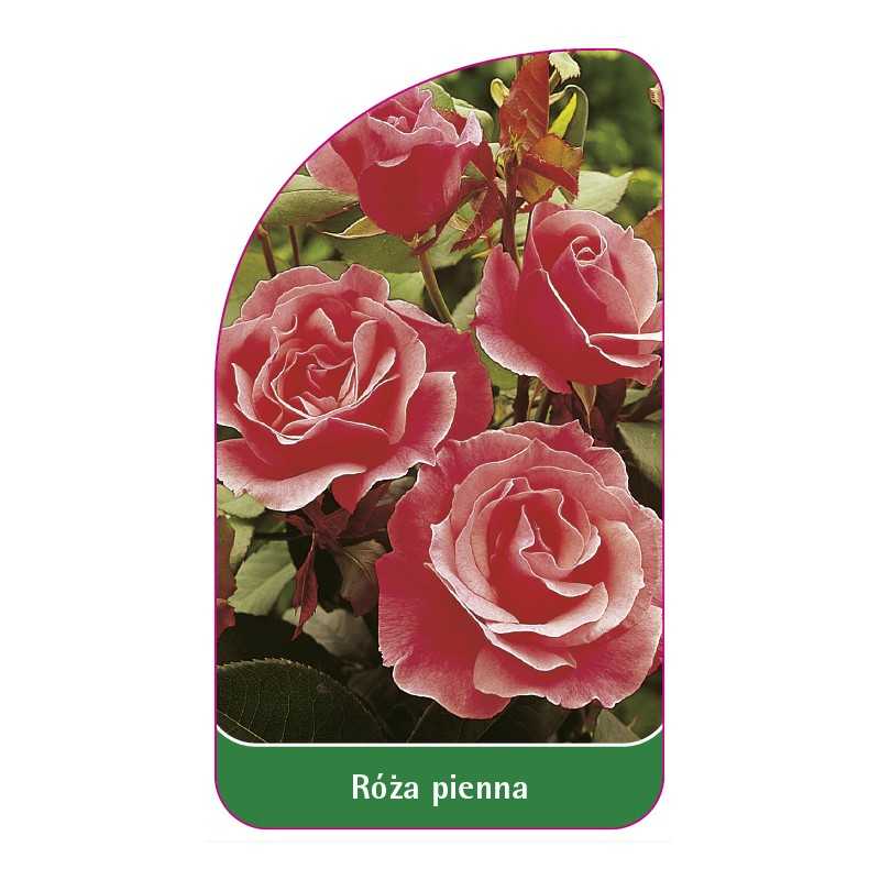 roza-pienna-241