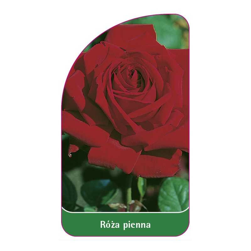 roza-pienna-311