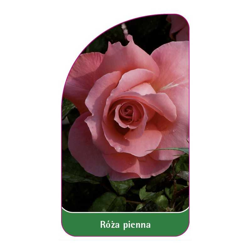 roza-pienna-331
