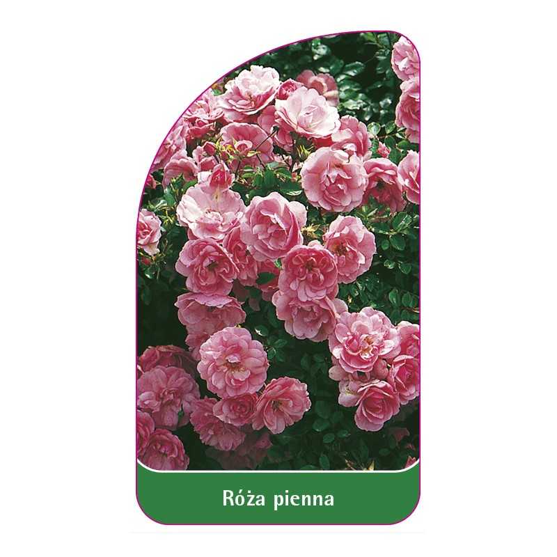 roza-pienna-351