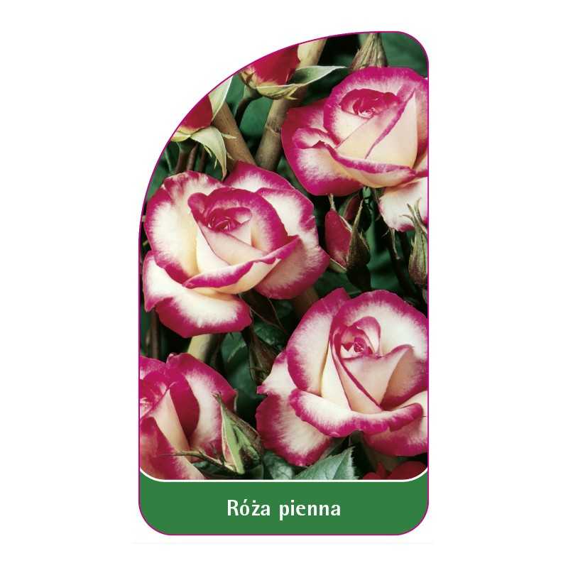 roza-pienna-361