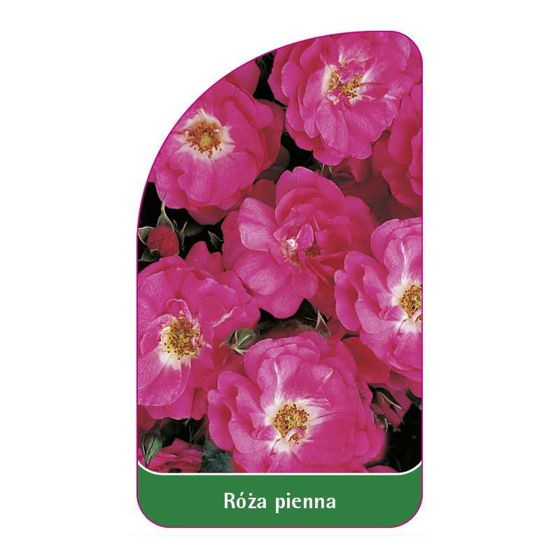 roza-pienna-371