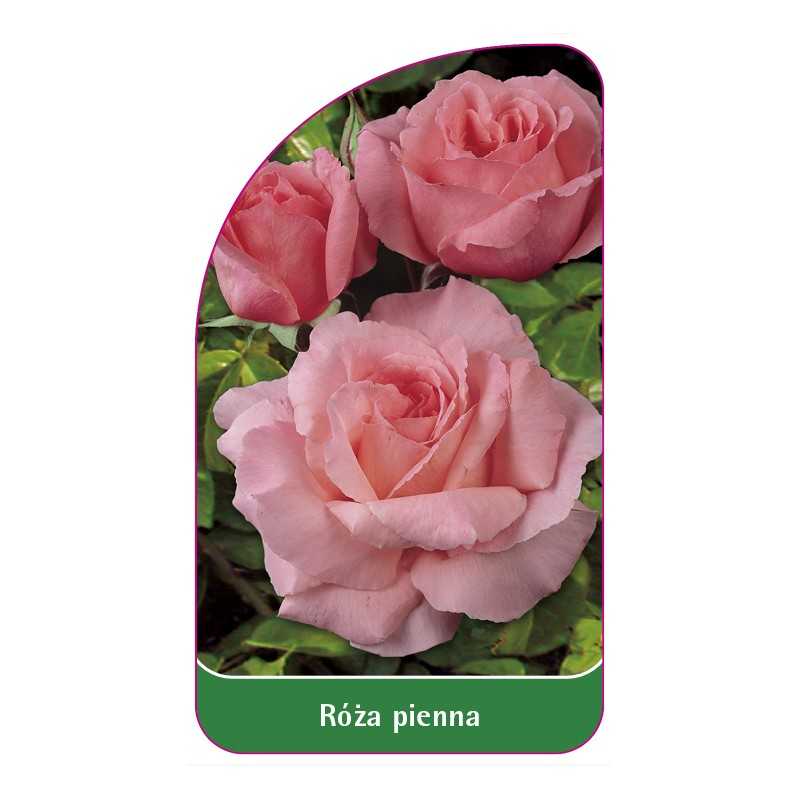 roza-pienna-321