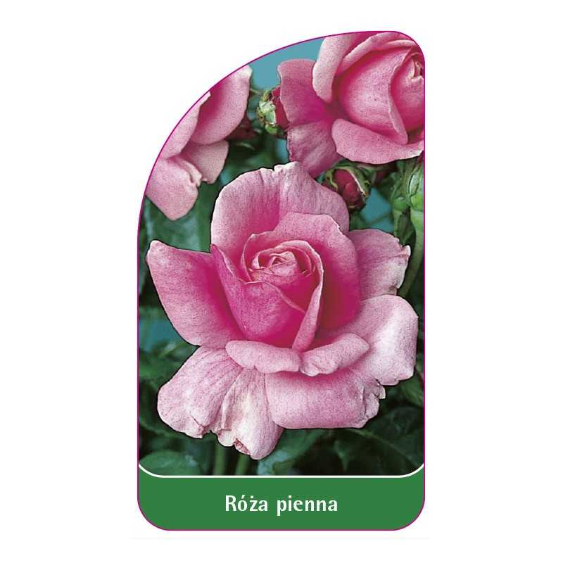 roza-pienna-401