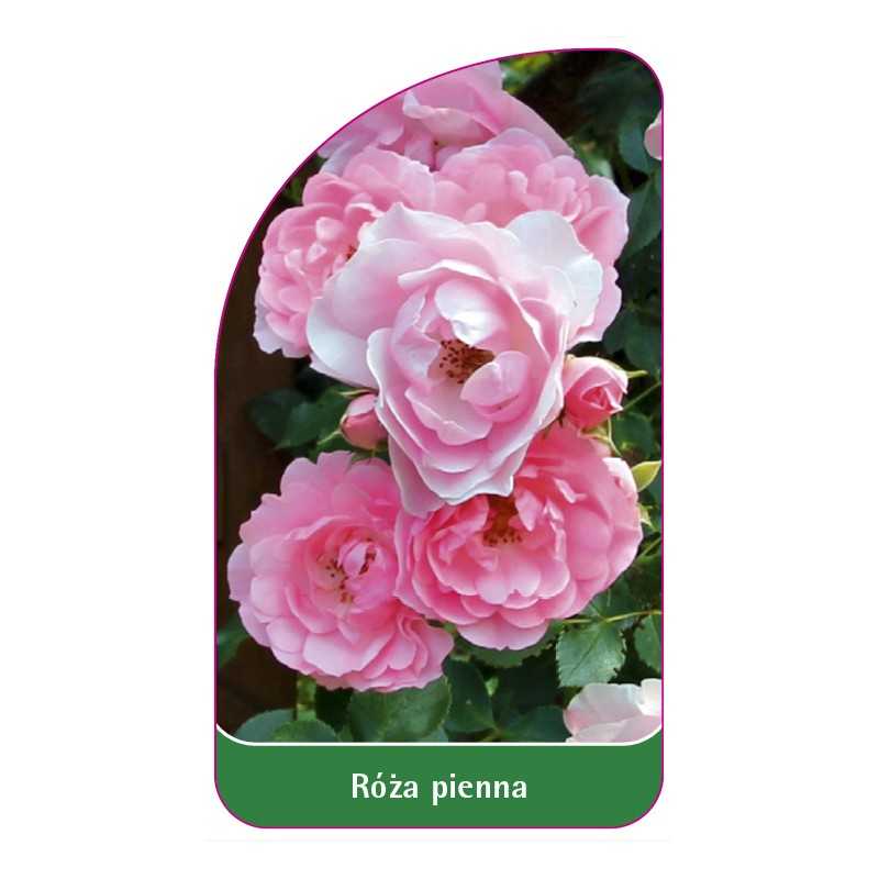 roza-pienna-411