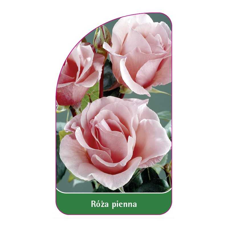 roza-pienna-441