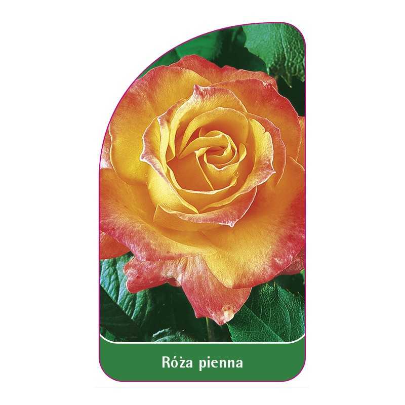 roza-pienna-481