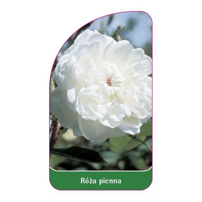 roza-pienna-491