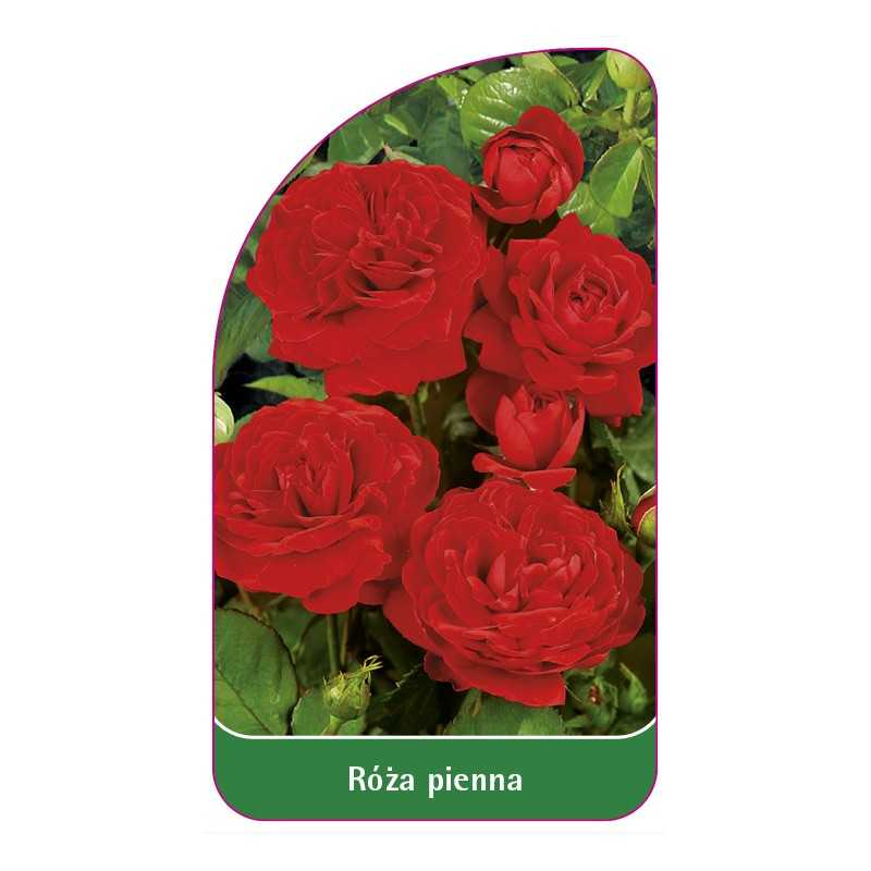 roza-pienna-501