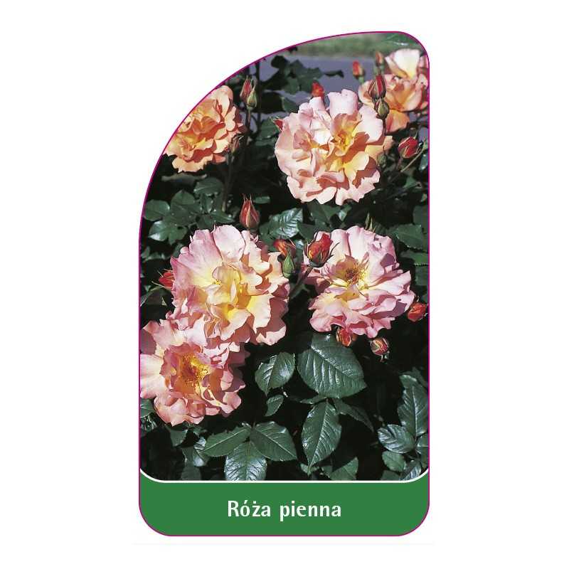 roza-pienna-511
