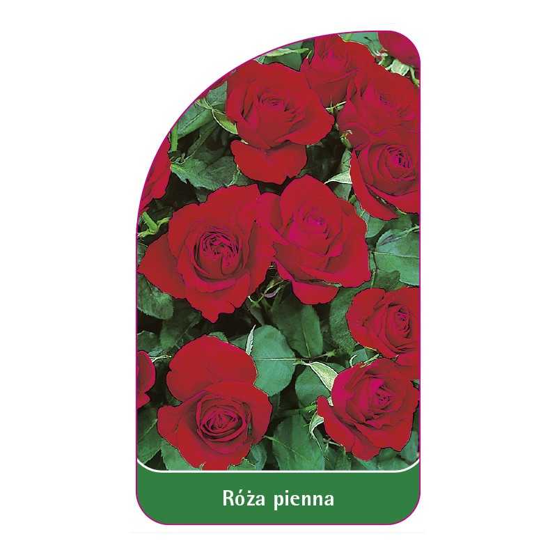 roza-pienna-531