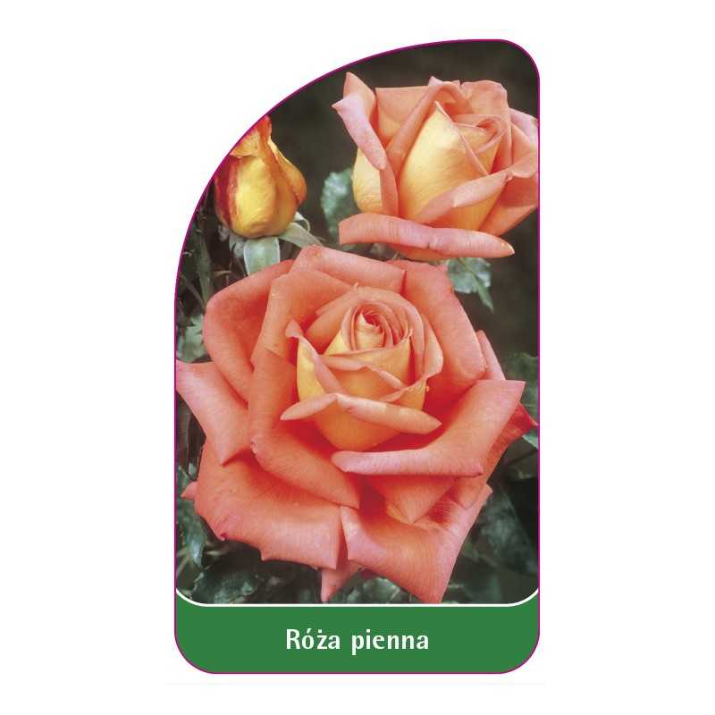 roza-pienna-541