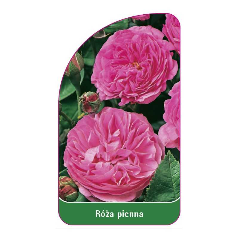 roza-pienna-561