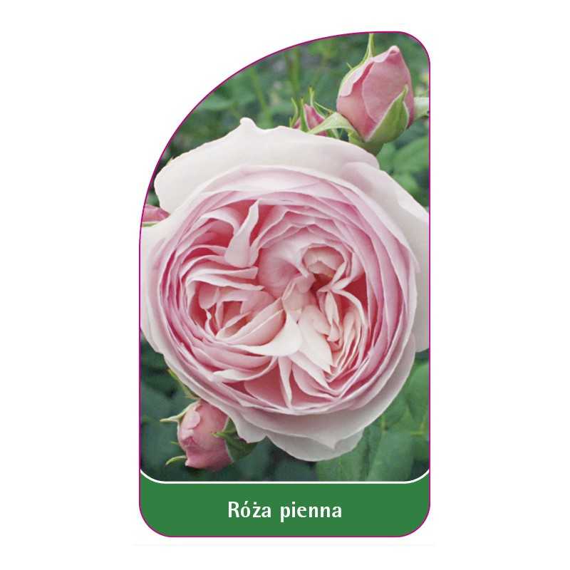 roza-pienna-571