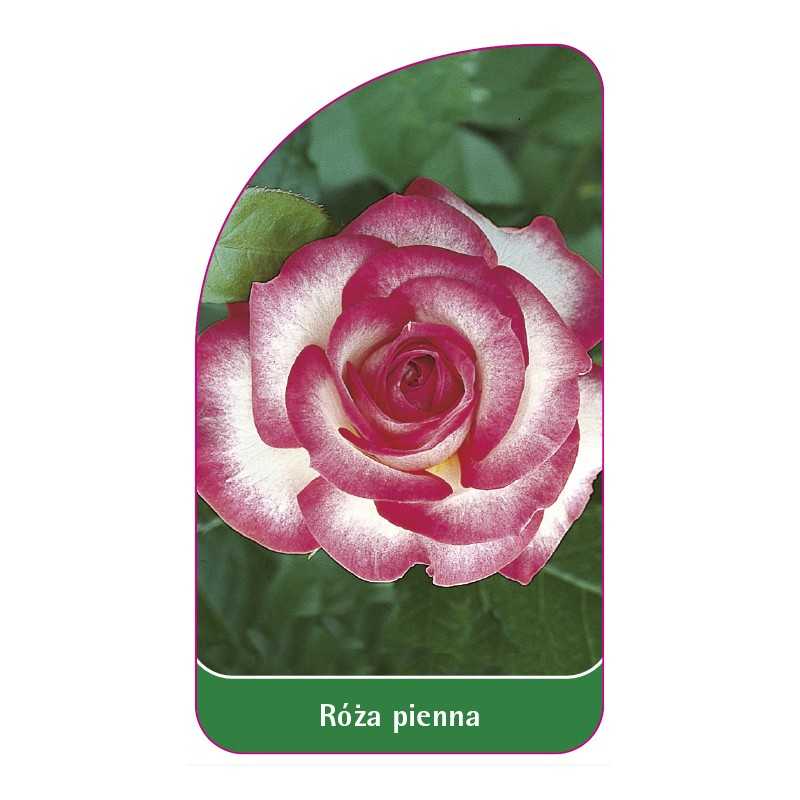 roza-pienna-61