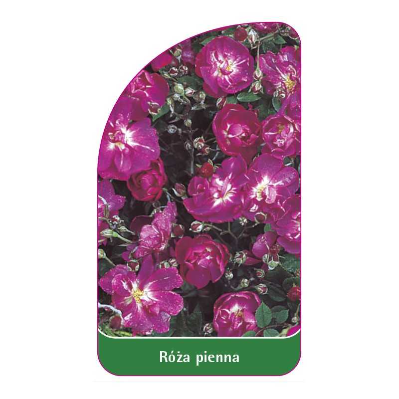 roza-pienna-601