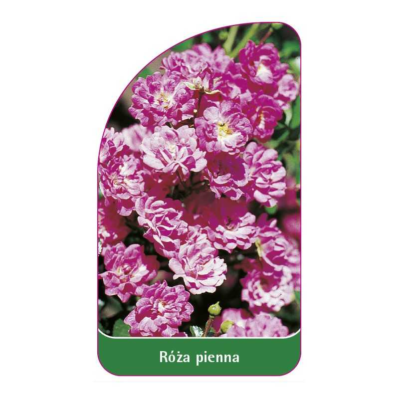 roza-pienna-631