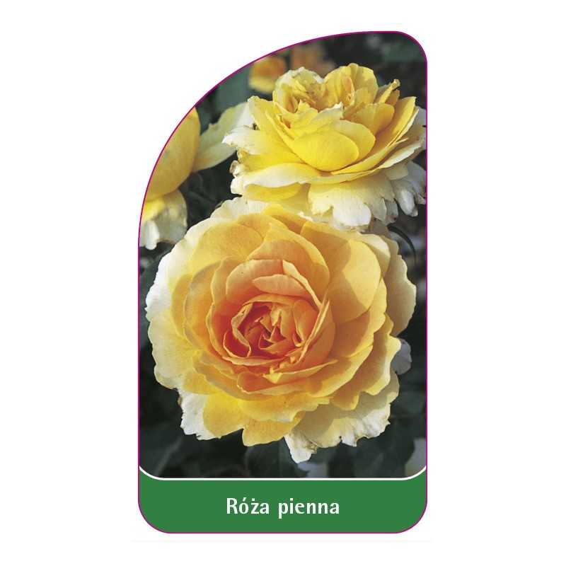 roza-pienna-641