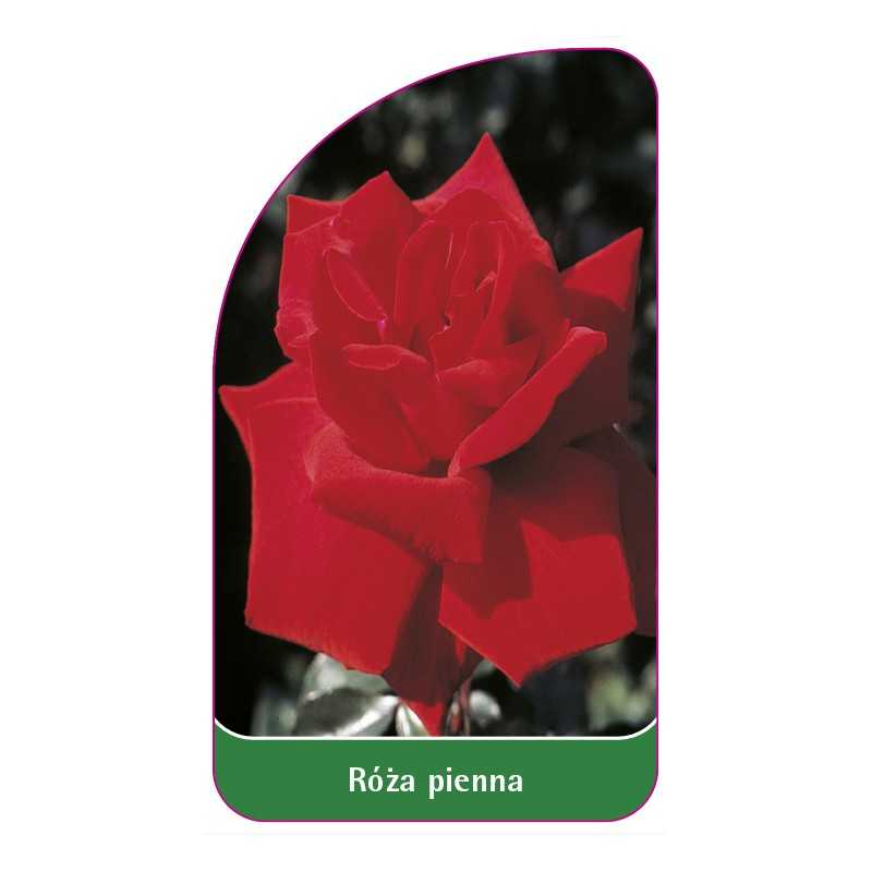 roza-pienna-651