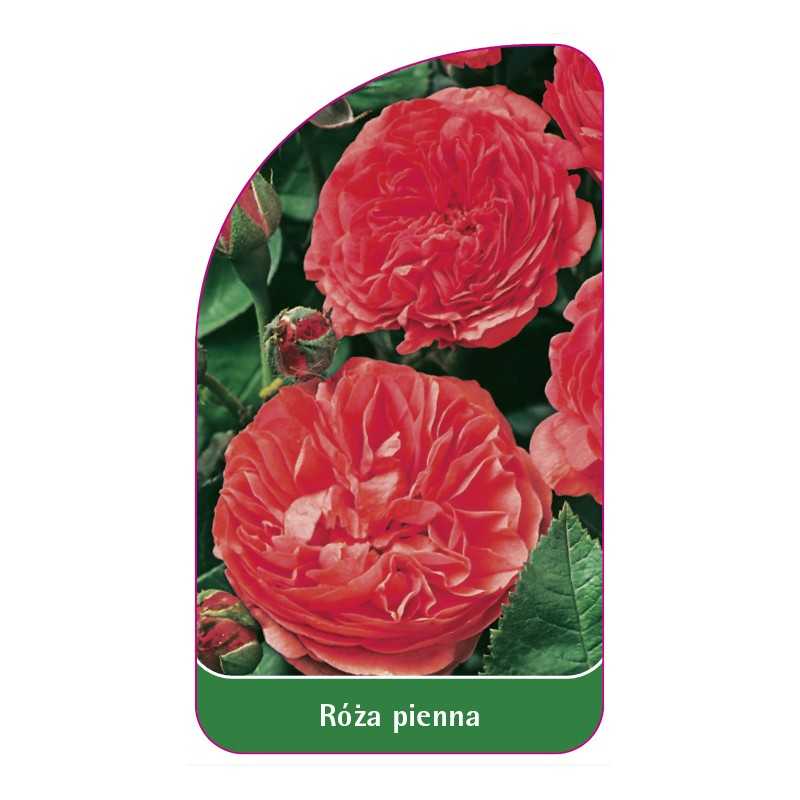 roza-pienna-731