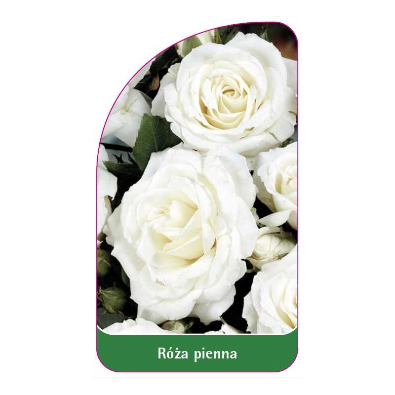 roza-pienna-751