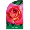 roza-pienna-781