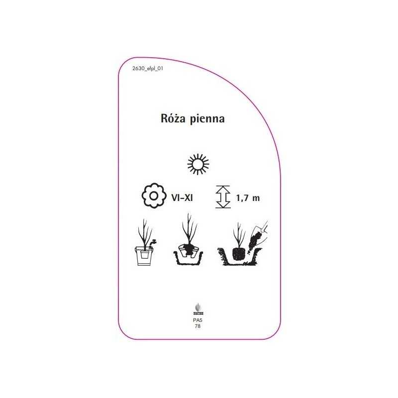 roza-pienna-780