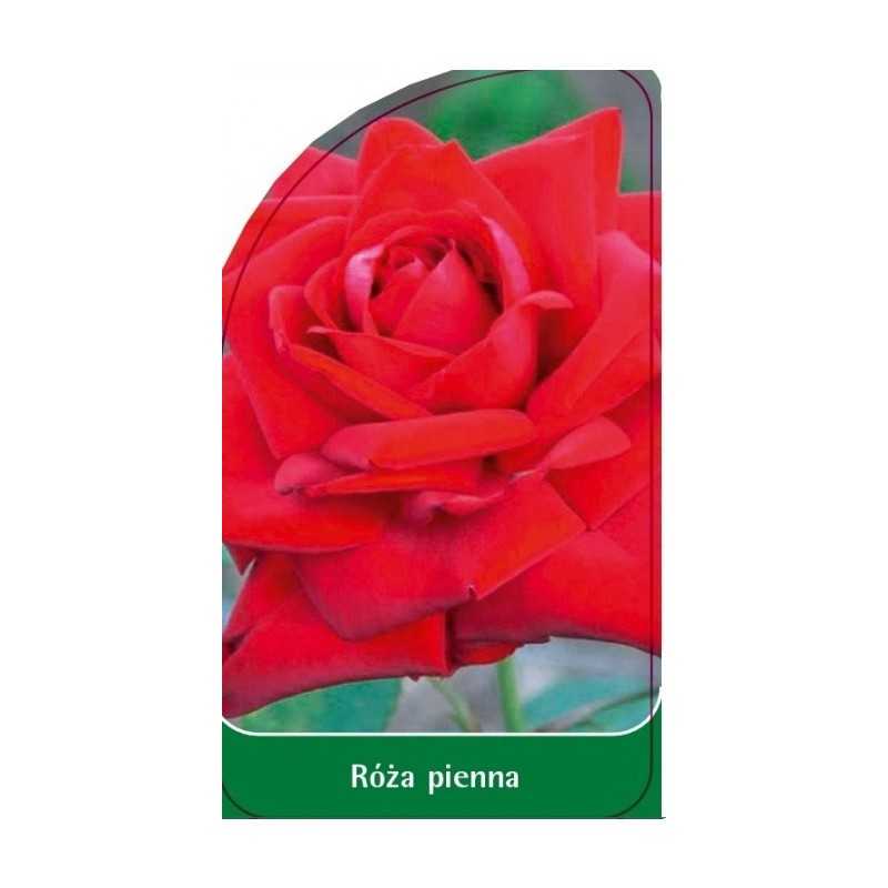 roza-pienna-791