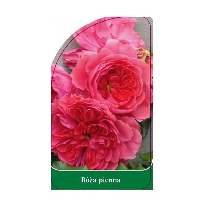 roza-pienna-801