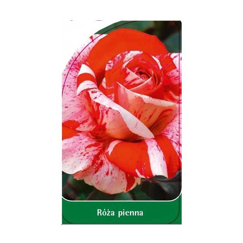 roza-pienna-821
