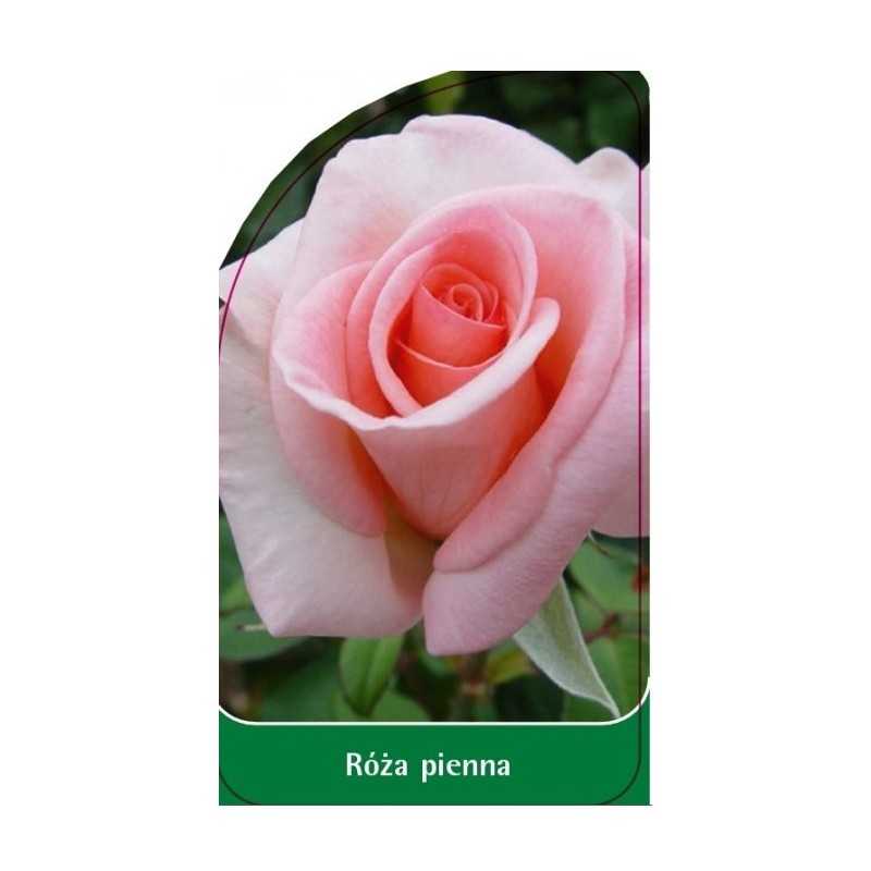 roza-pienna-831