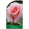 roza-pienna-831