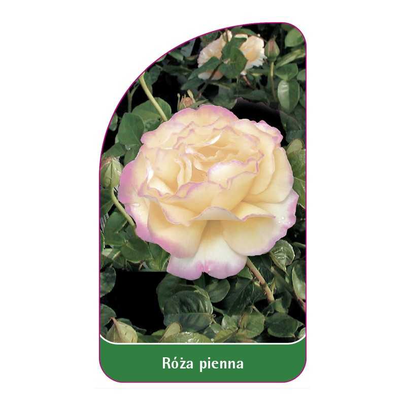 roza-pienna-721