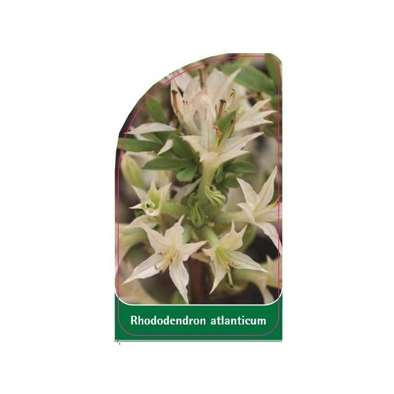 rhododendron-atlanticum1