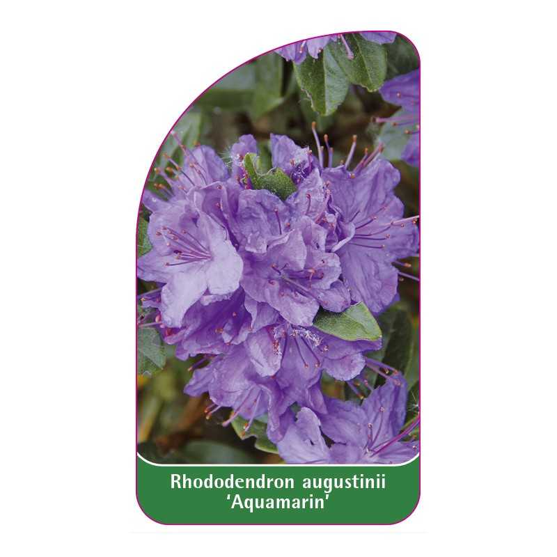 rhododendron-augustinii-aquamarin-1