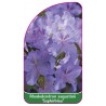 rhododendron-augustinii-saphirblau-mini1